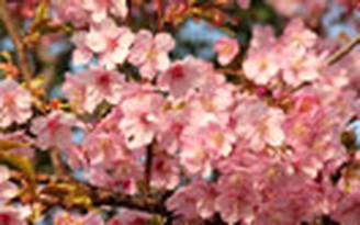Ngắm hoa đào nở sớm ở Tokyo